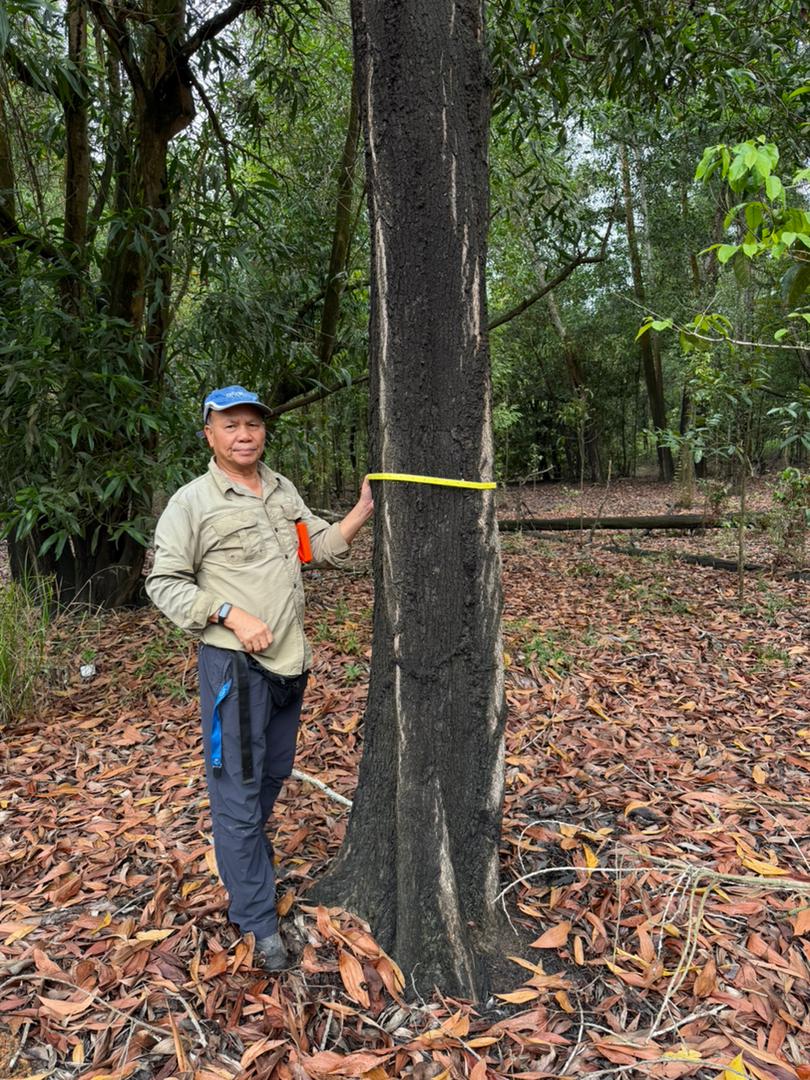 Forestry specialist measuring the circumference of a mature tree