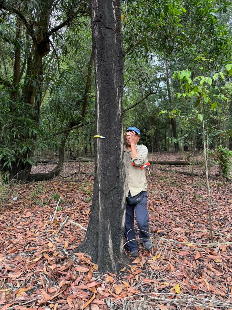 Field consultant examining a measured forest tree